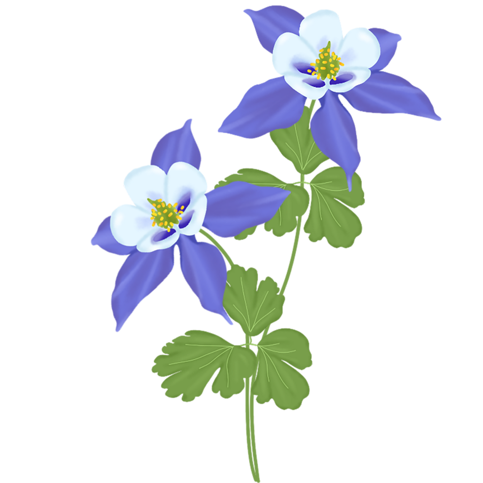 aquilegia flower illustration png