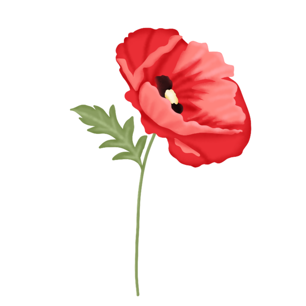 coquelicot fleur illustration png