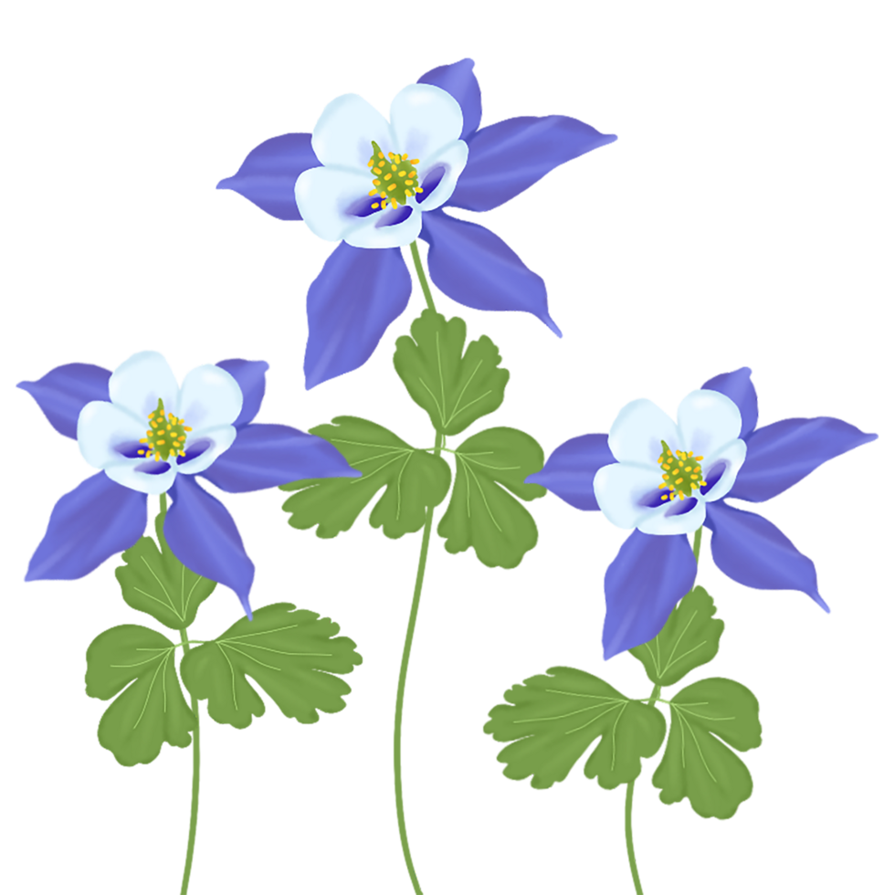 blue aquilegia flower png