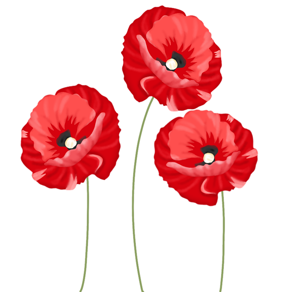 coquelicot fleur illustration png