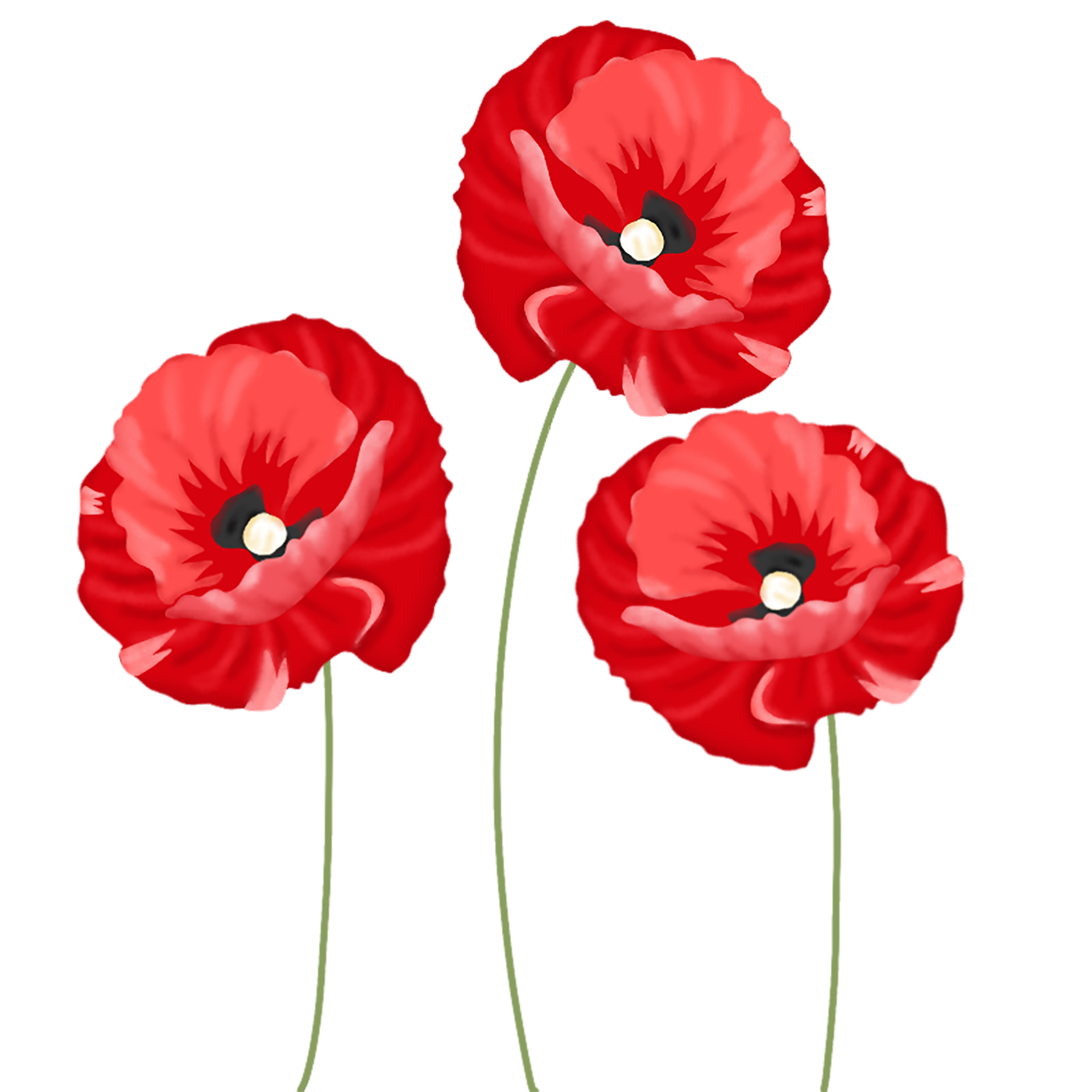 poppy flower illustration 23450861 PNG