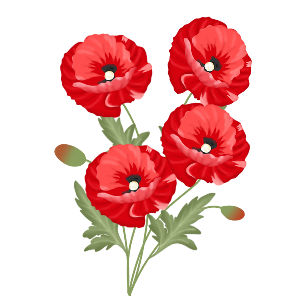 coquelicot fleur illustration png