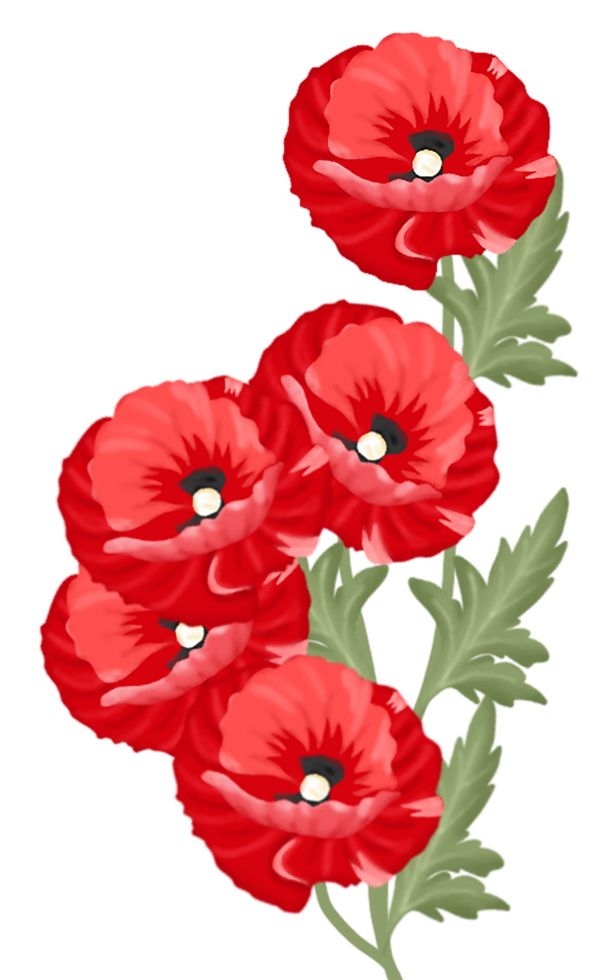 amapola flor ilustración png