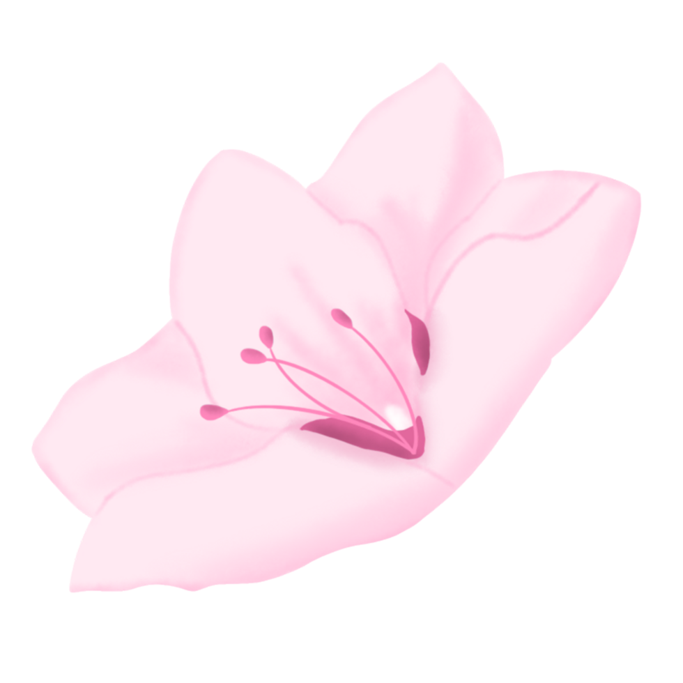 hand drawn sakura blossom png