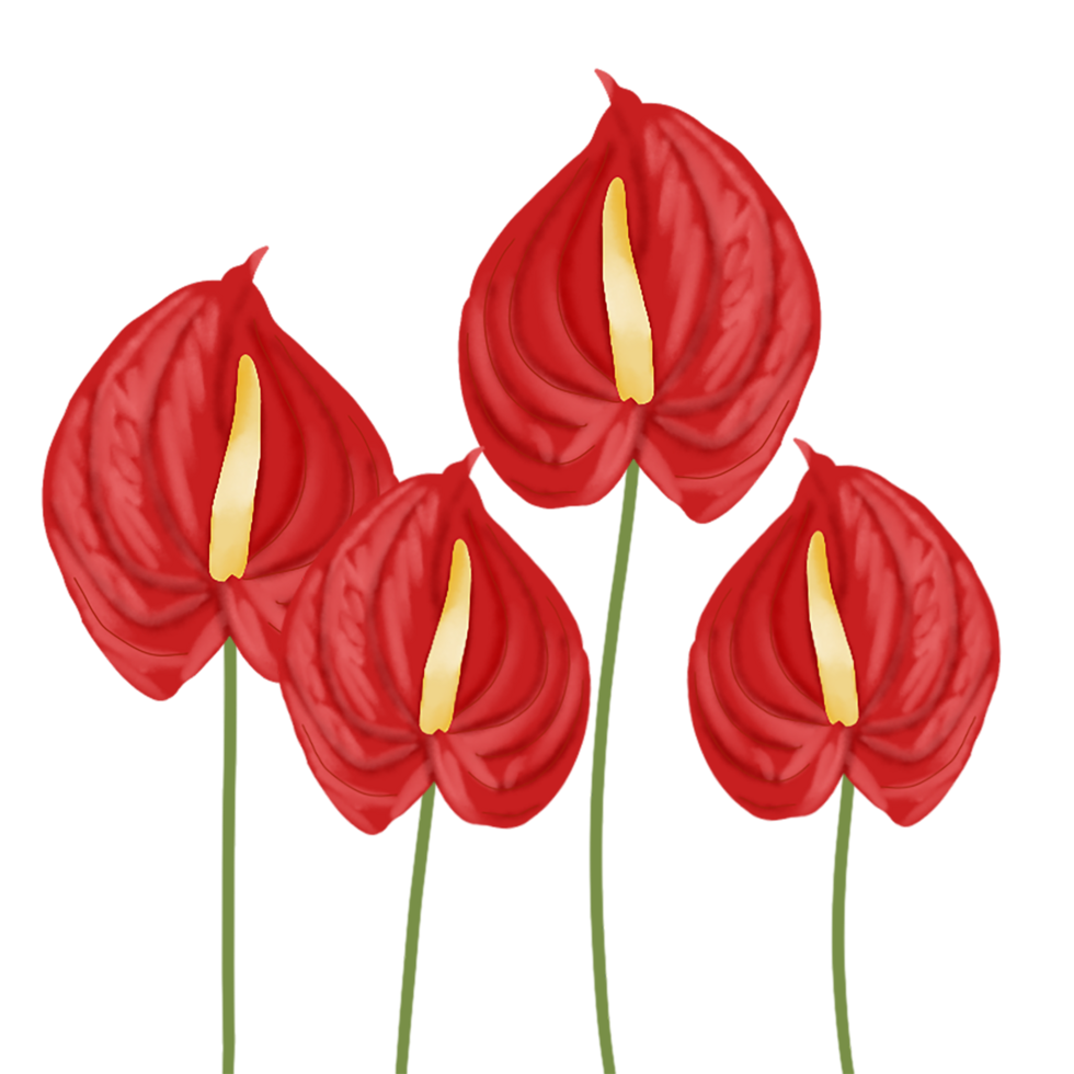 anthurium flower illustration png