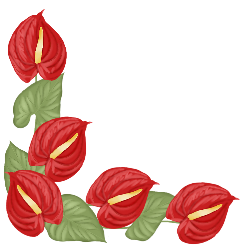 anthurium flower illustration png