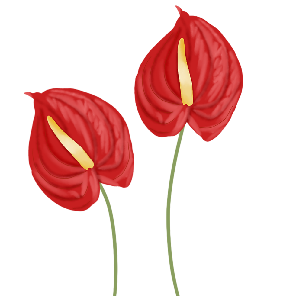 red anthurium flower png