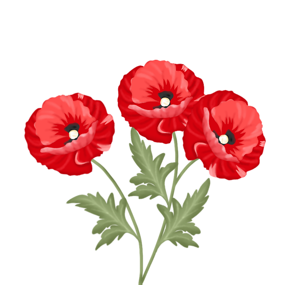 amapola flor ilustración png