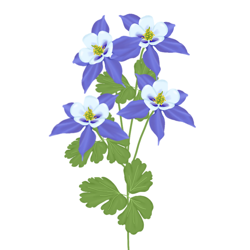 aquilegia flower illustration png