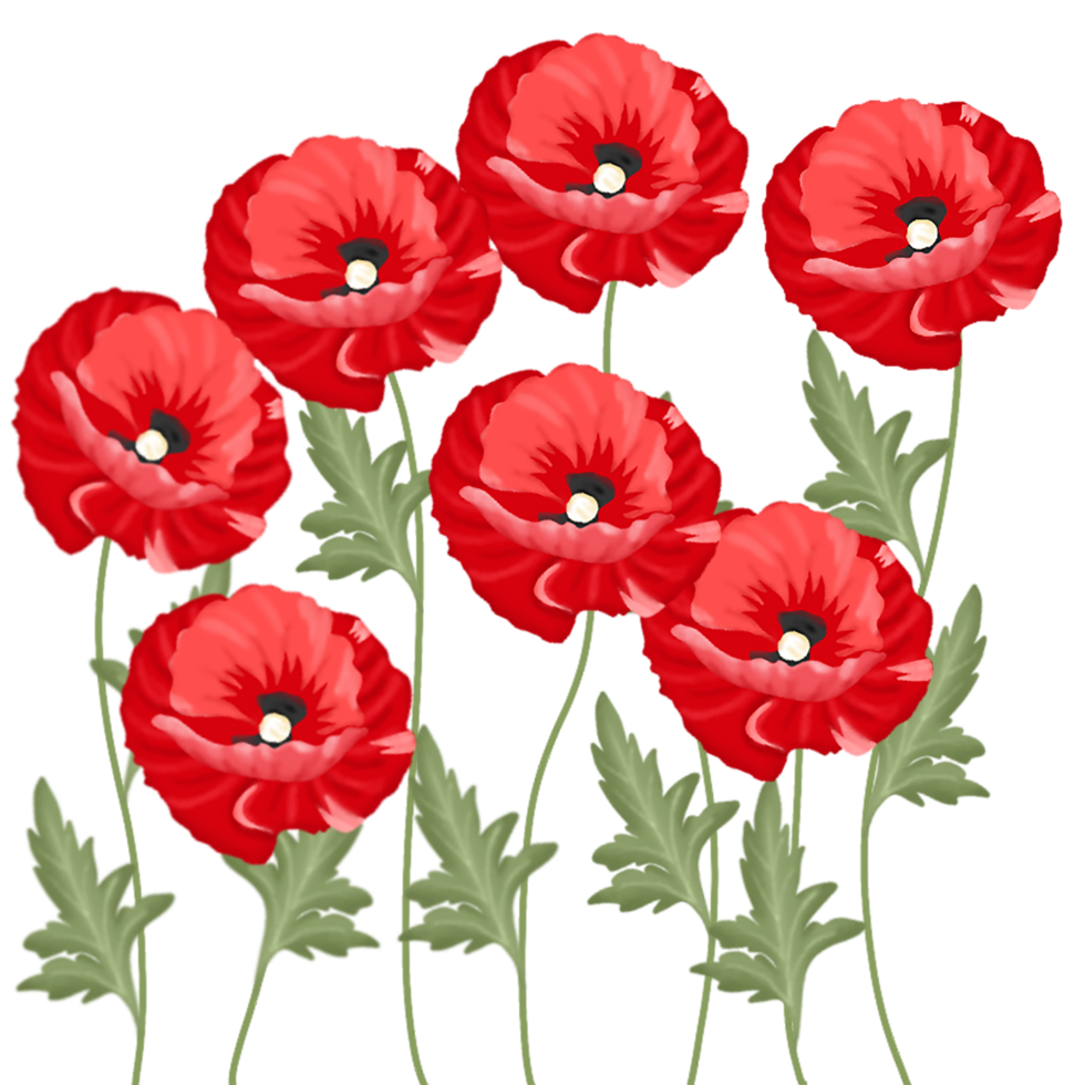 coquelicot fleur illustration png