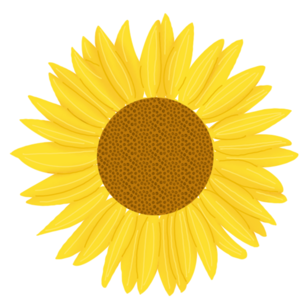 hand drawn sun flower png