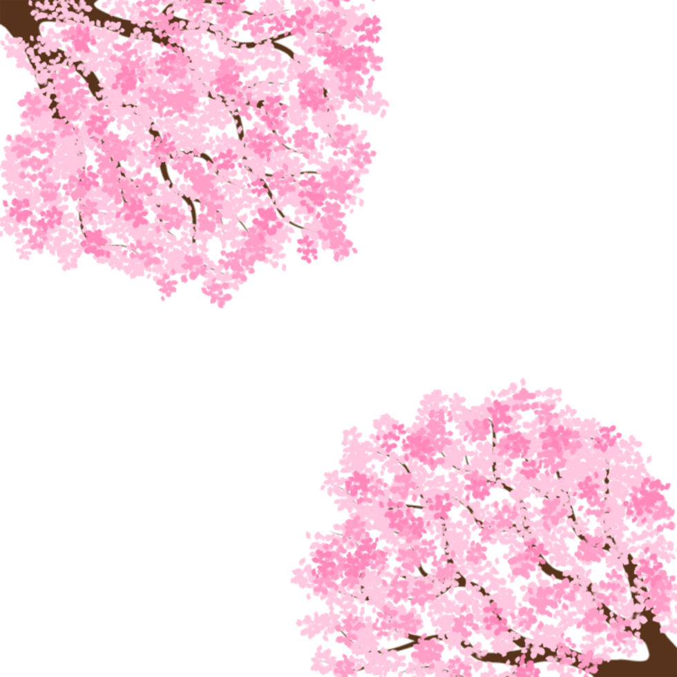 hand drawn sakura blossom png