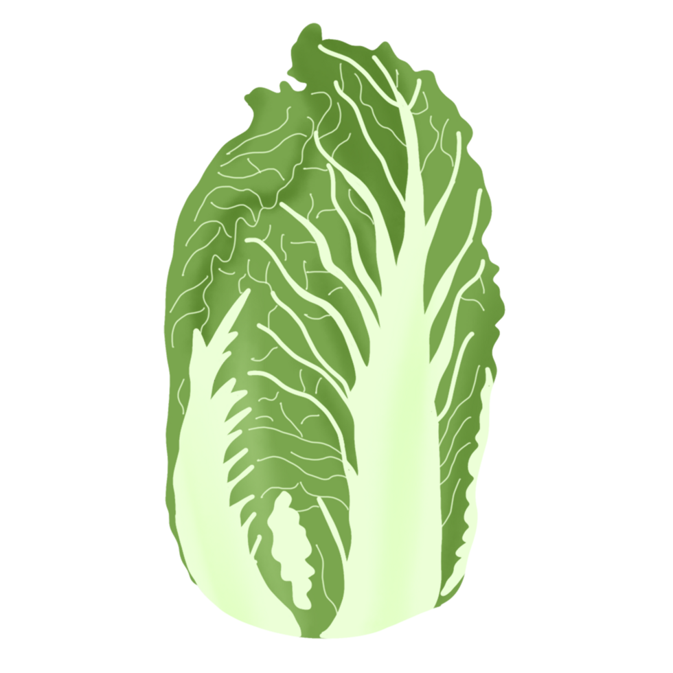 mano disegnato verdure illustrazione png