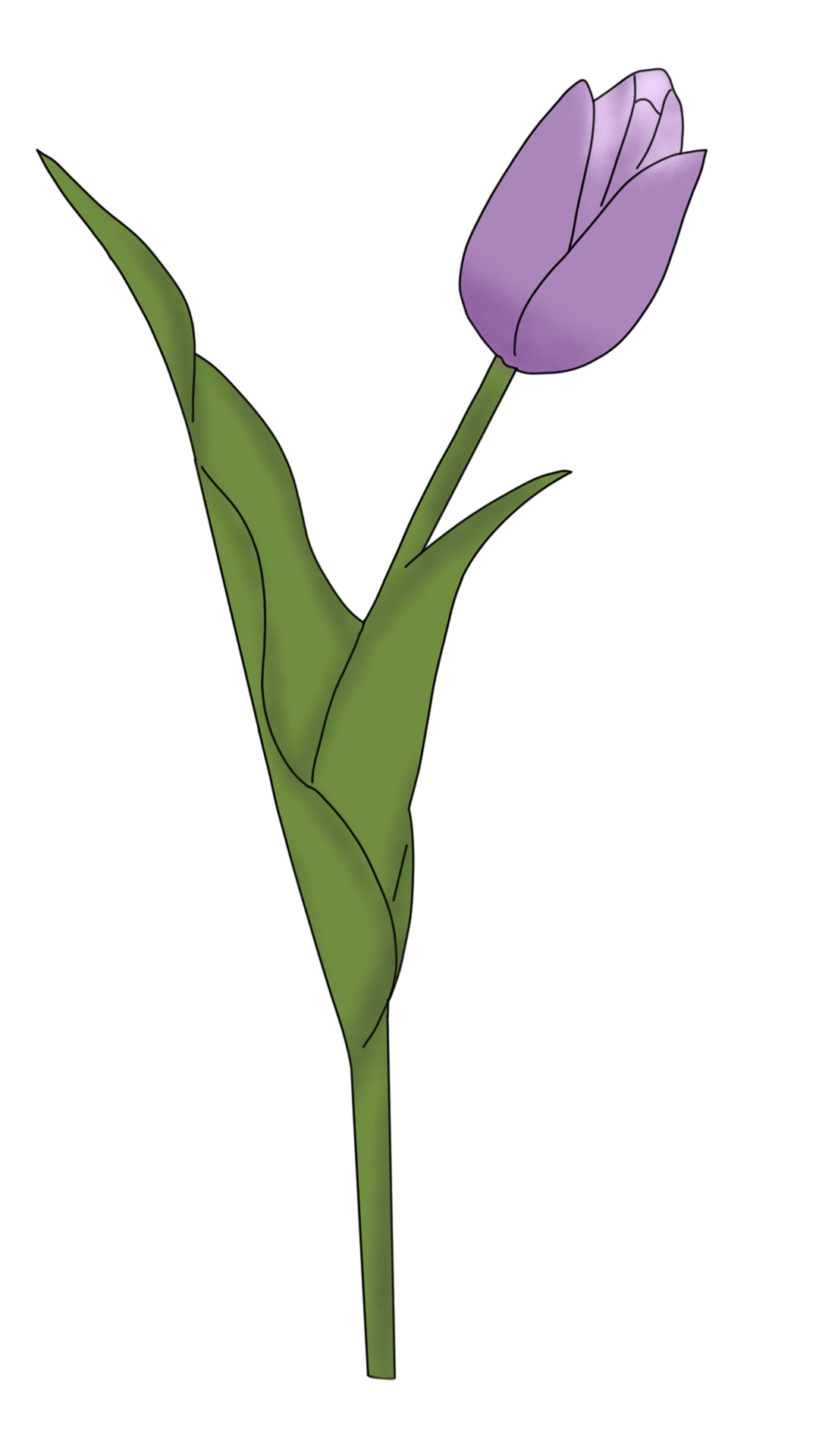 purple tulip illustration 23451135 PNG
