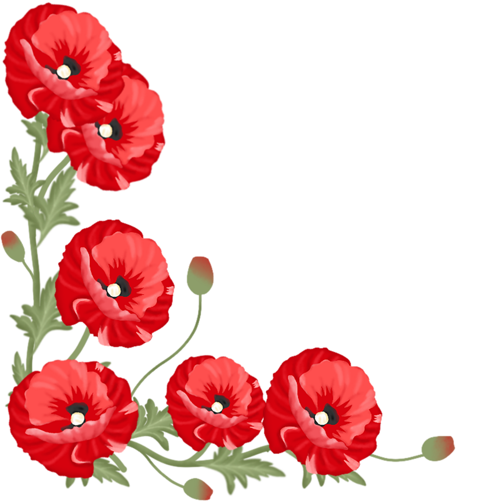 amapola flor ilustración png