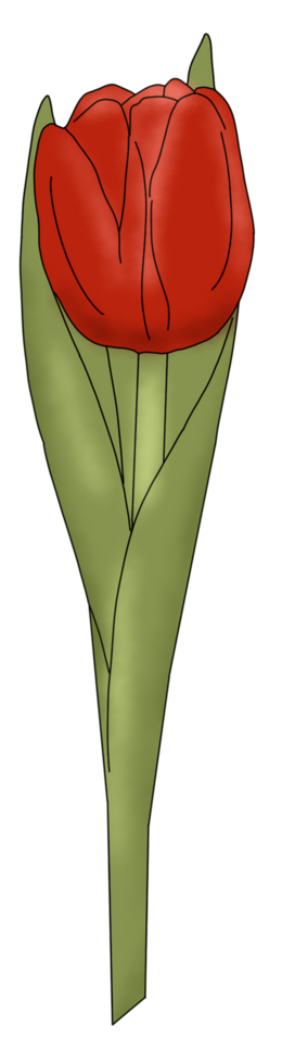 fleur de tulipe rouge png