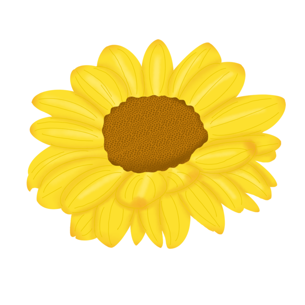 hand drawn sun flower png