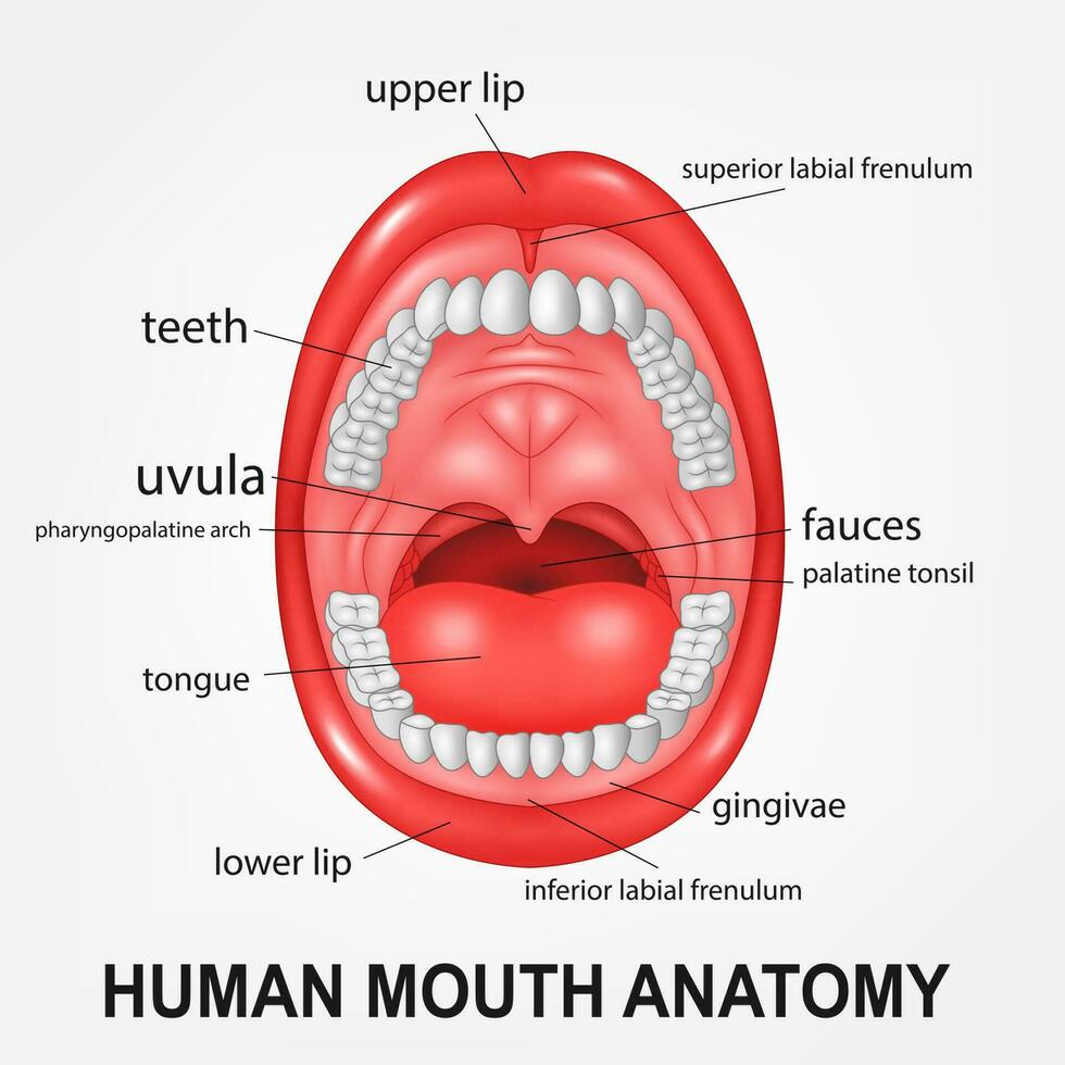 Human mouth anatomy, open mouth with explaining, Vector Illustration