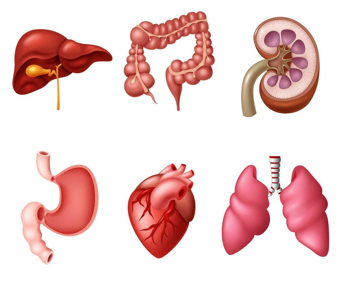 interno humano digestivo sistema conjuntos, vector ilustración