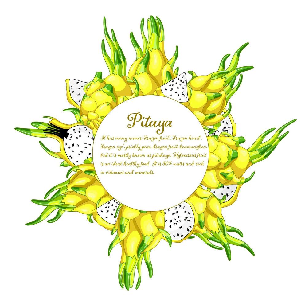 Dragon fruit tasty circle frame. Sweet dessert of tropical cactus. Exotic pitaya design. Fresh pitahaya exotic food. Yellow juicy slices of vitamin vector