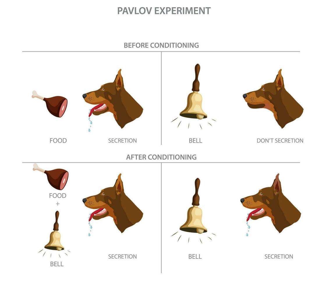 Pavlov's dog experiment showed how dogs could be conditioned to associate a neutral stimulus with a reflex response vector