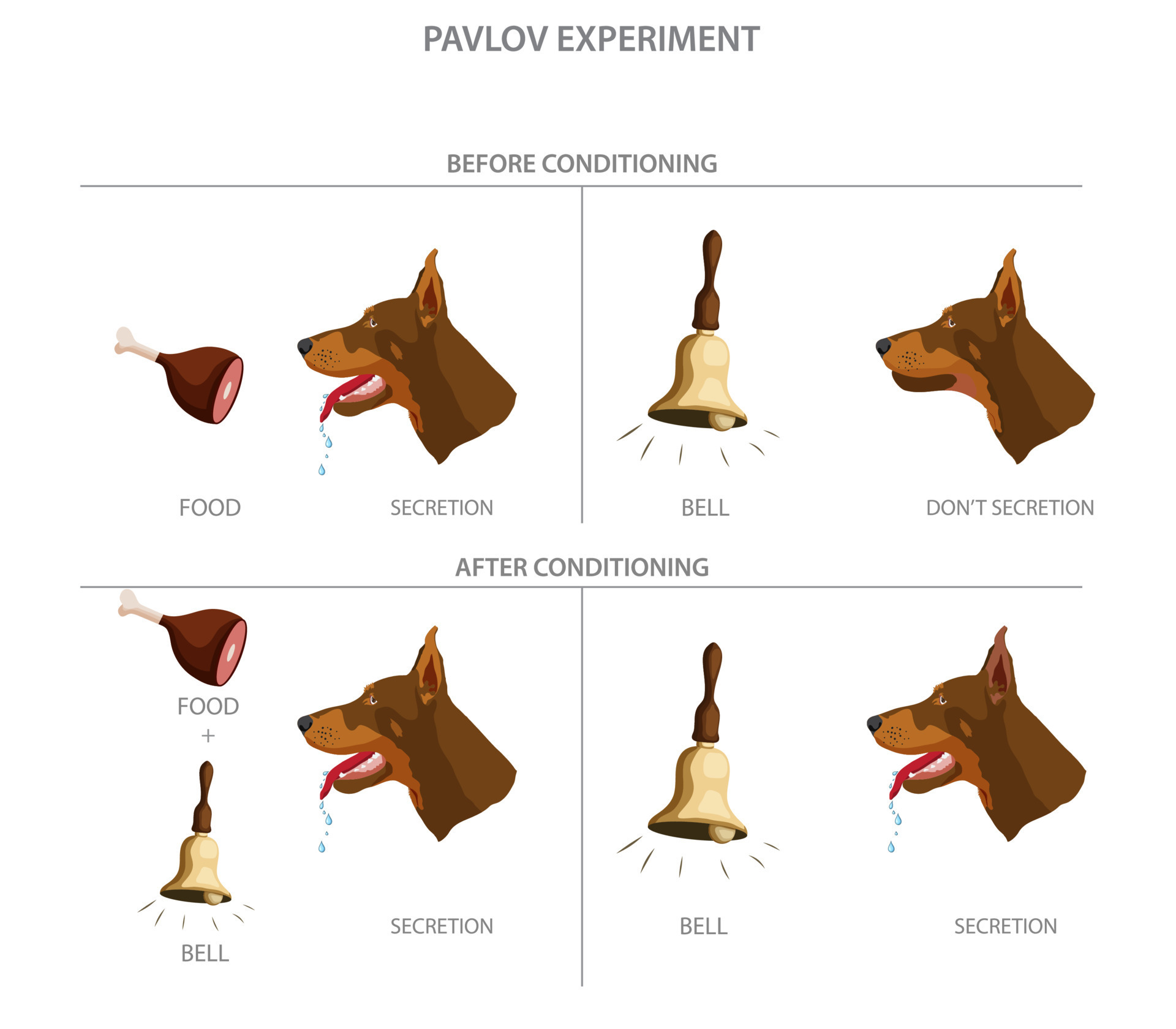 Pavlov's dog experiment showed how dogs could be conditioned to