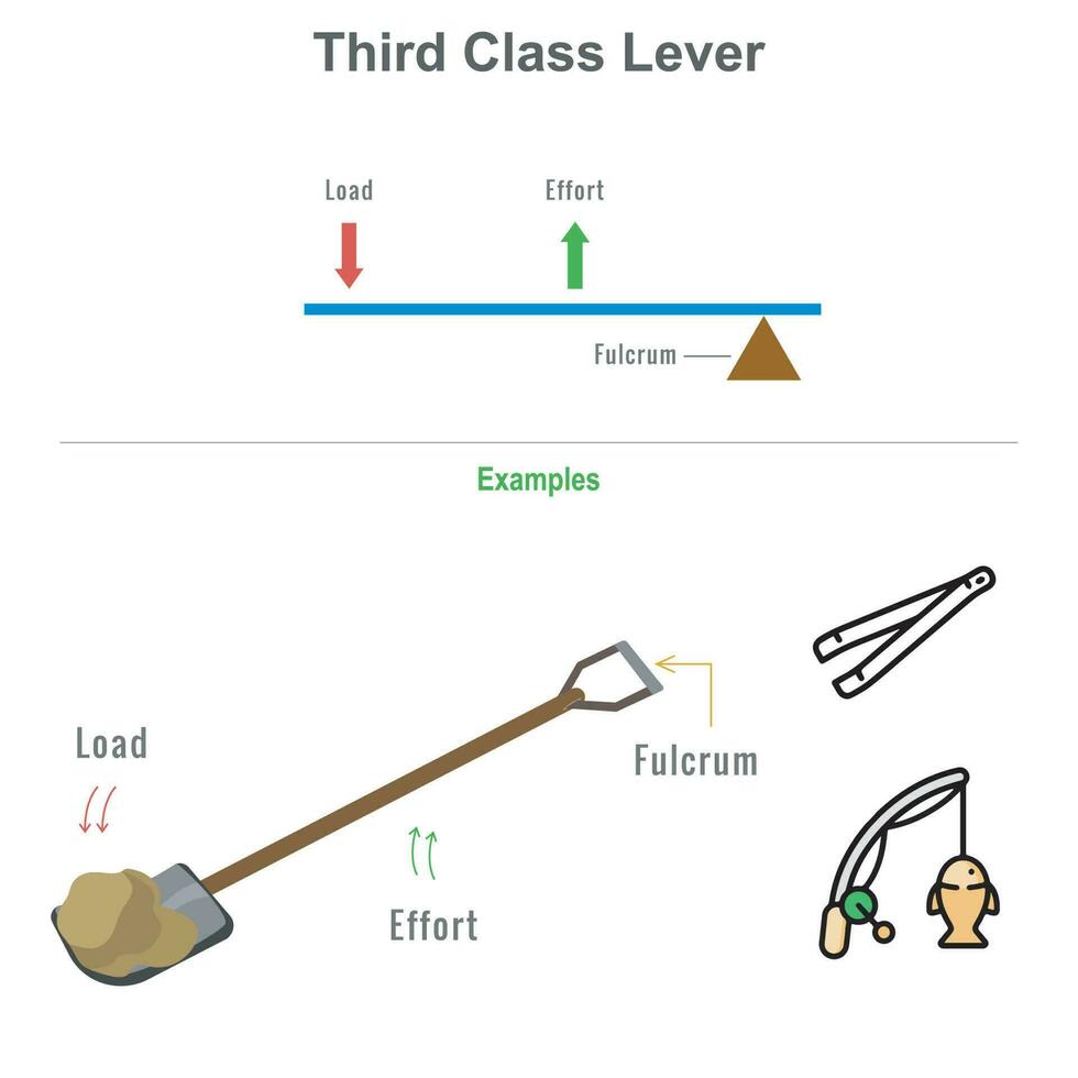 Third class lever with example vector illustration