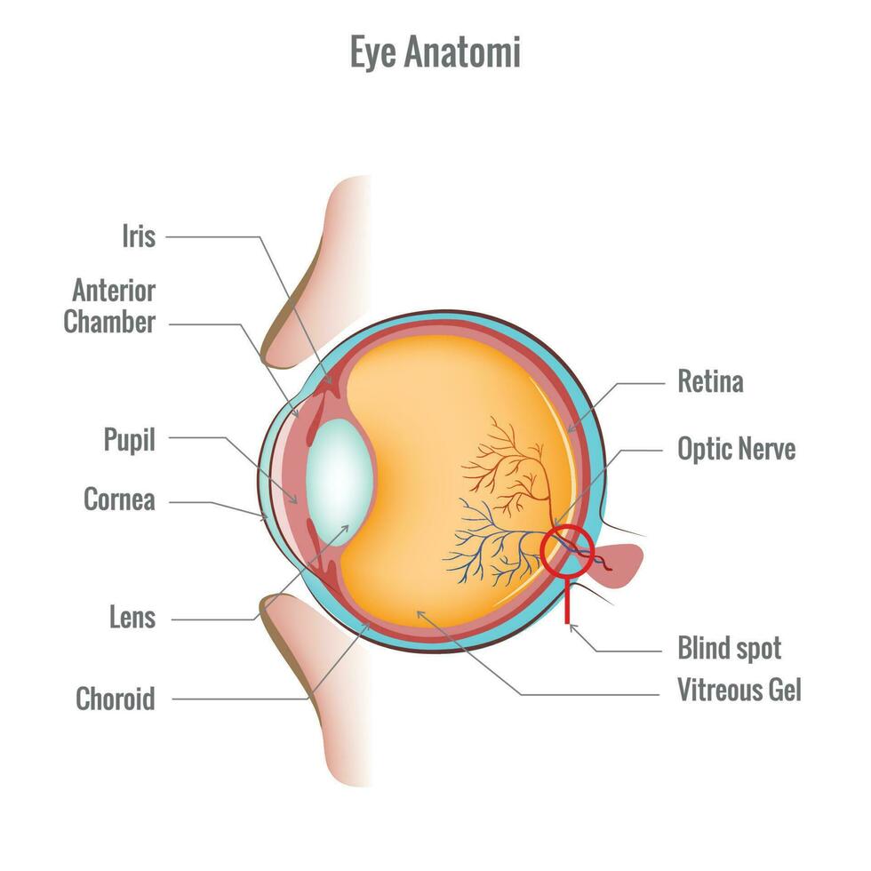 Eye anatomy diagram vector illustration