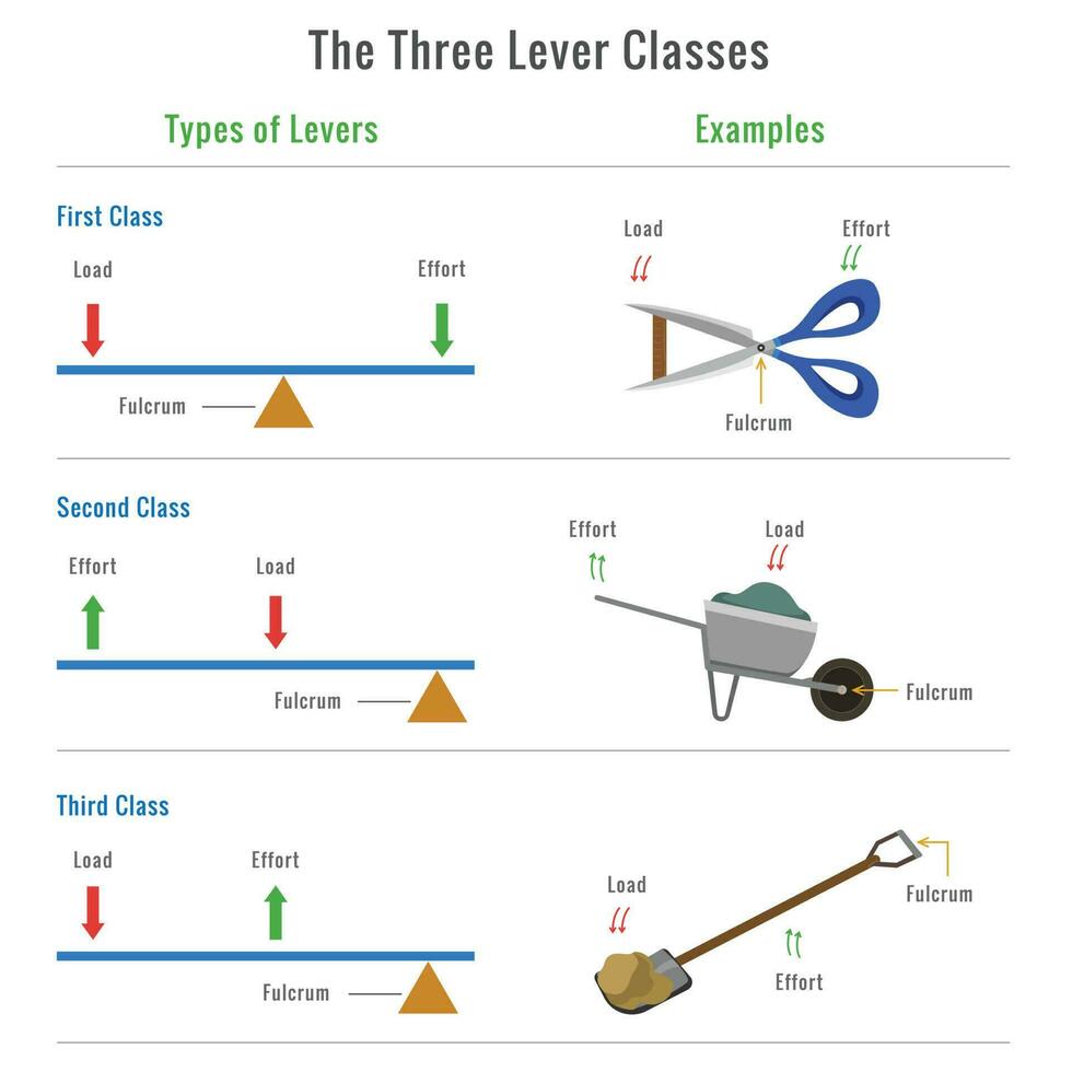 Different types of levers with examples vector illustration