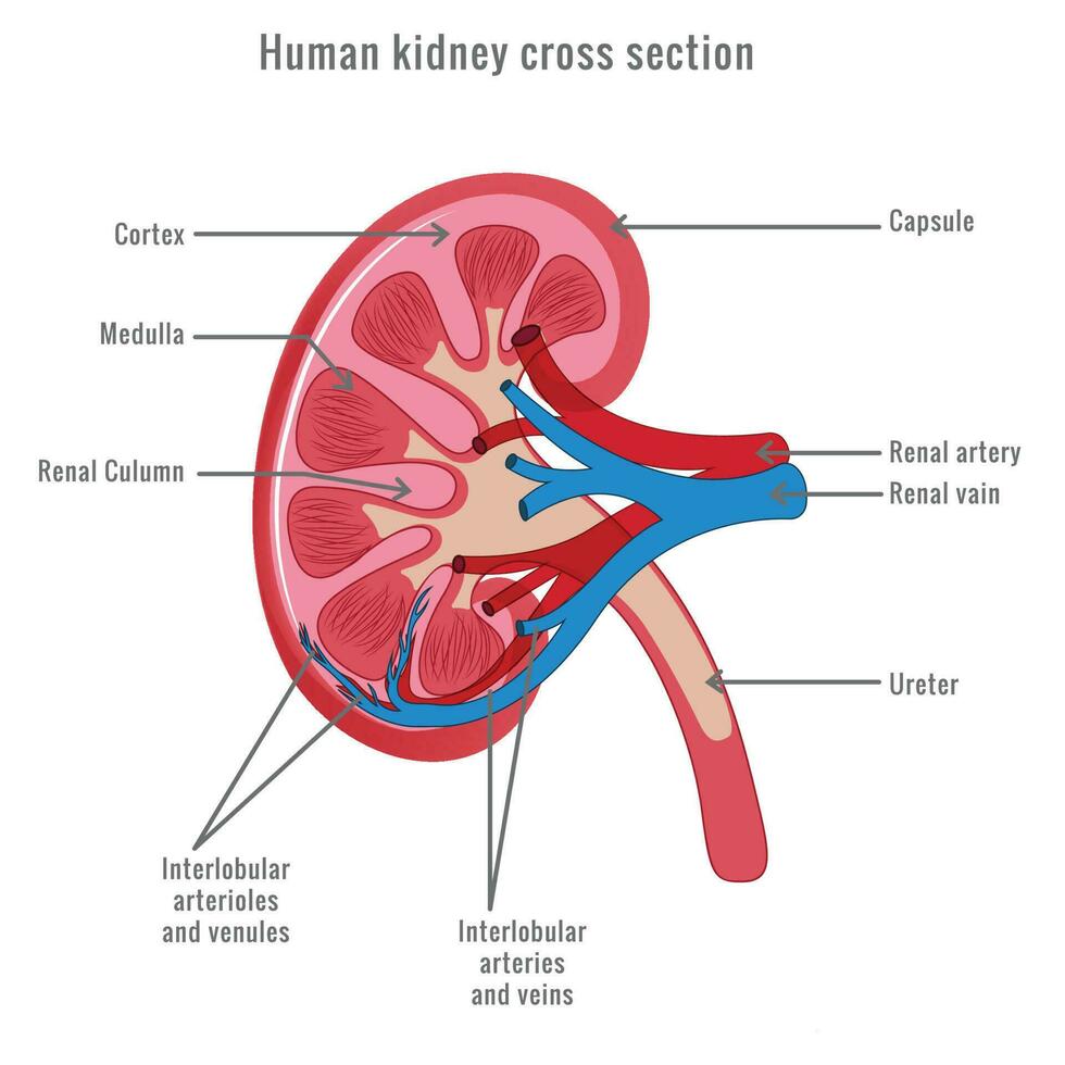 Human kidney cross section vector illustration 23452909 Vector Art at ...