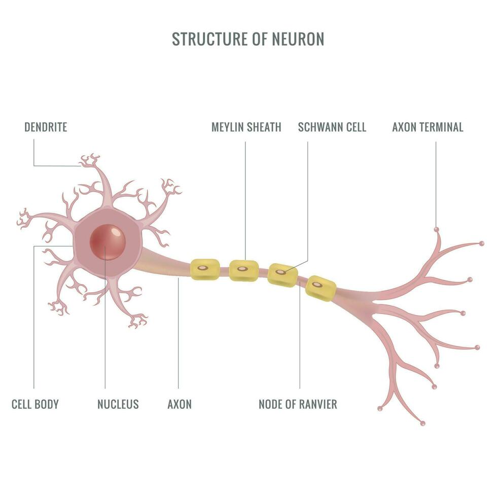 neurona anatomía o neurona estructura nervio célula vector ilustración