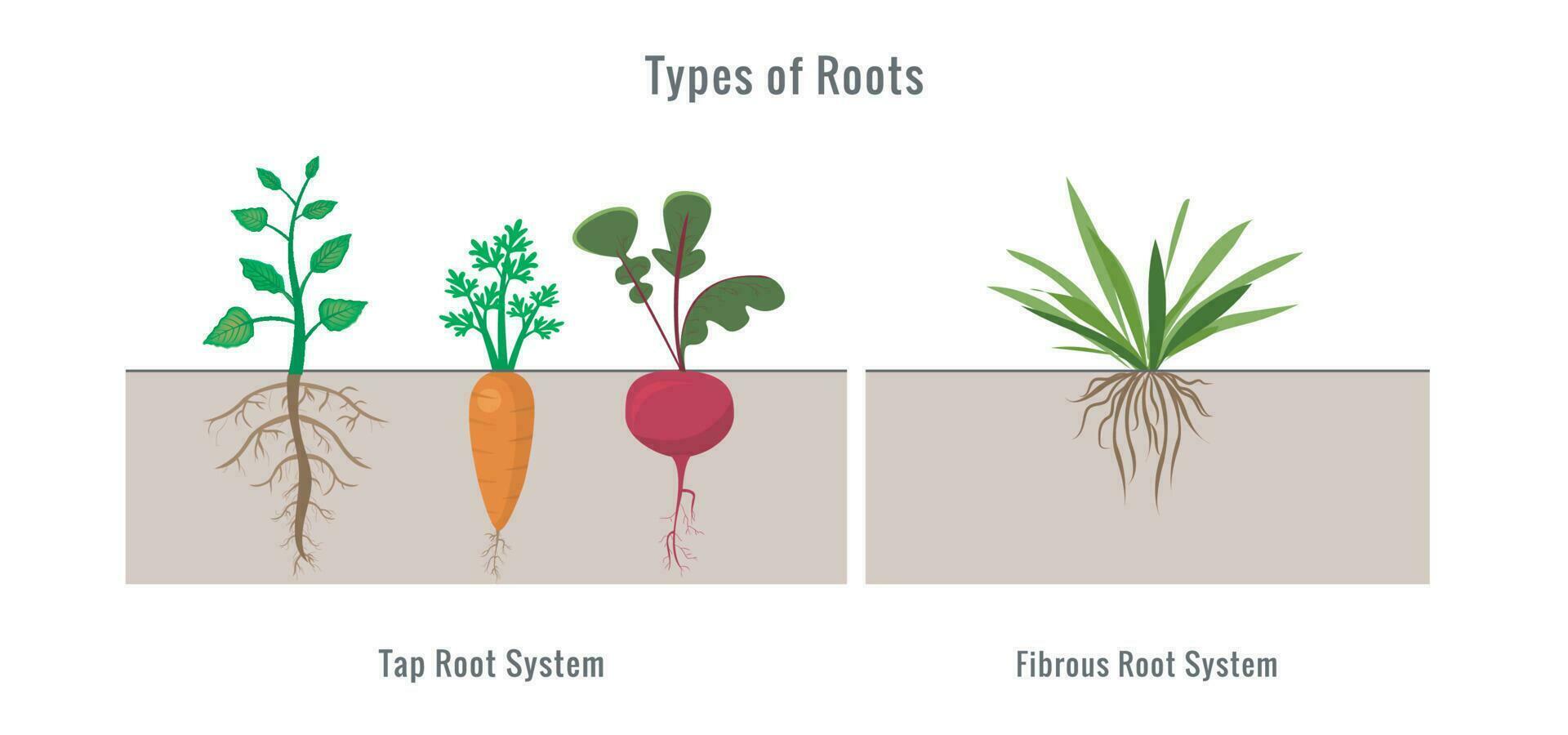 Different types of root systems in plants vector illustration