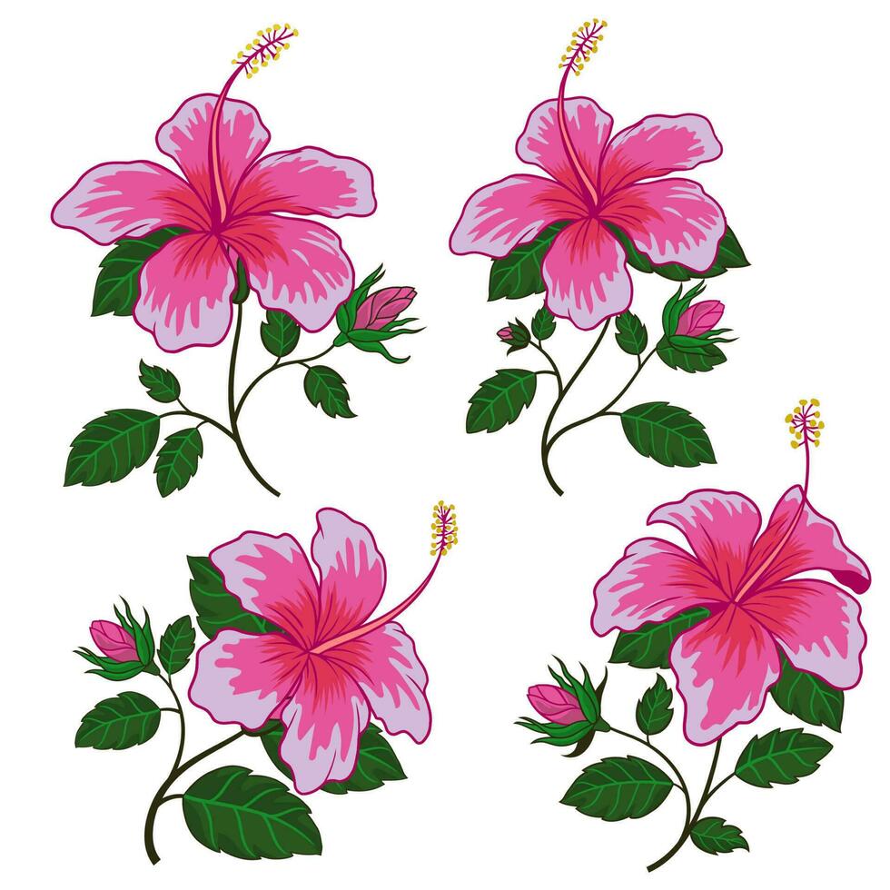 Set of Pink Hibiscus Flowers vector