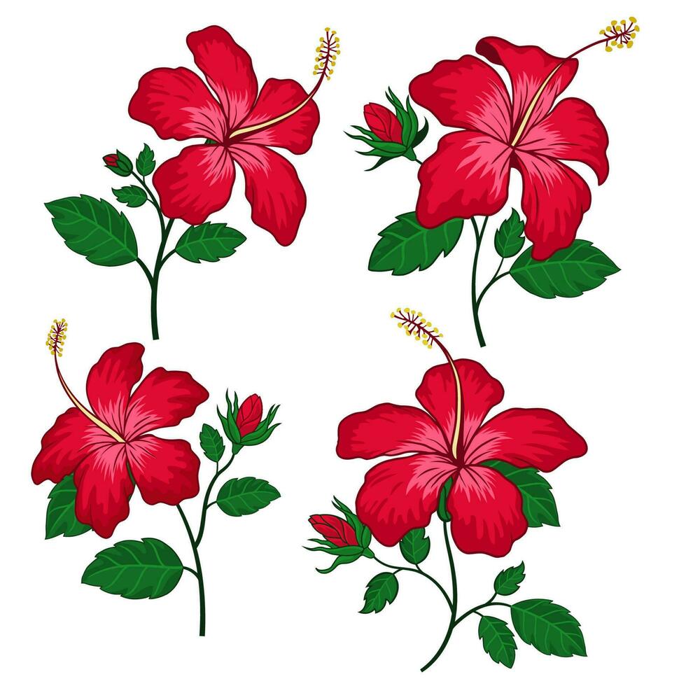 Set of Hibiscus flowers collection vector