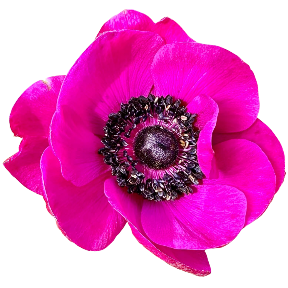Poppy anemone flowers png