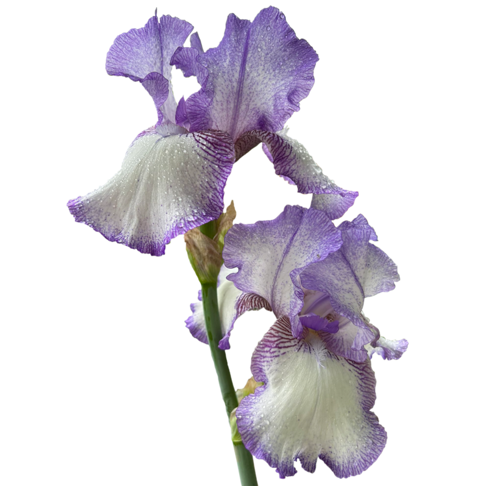een blauw en wit gebaard iris transparant png