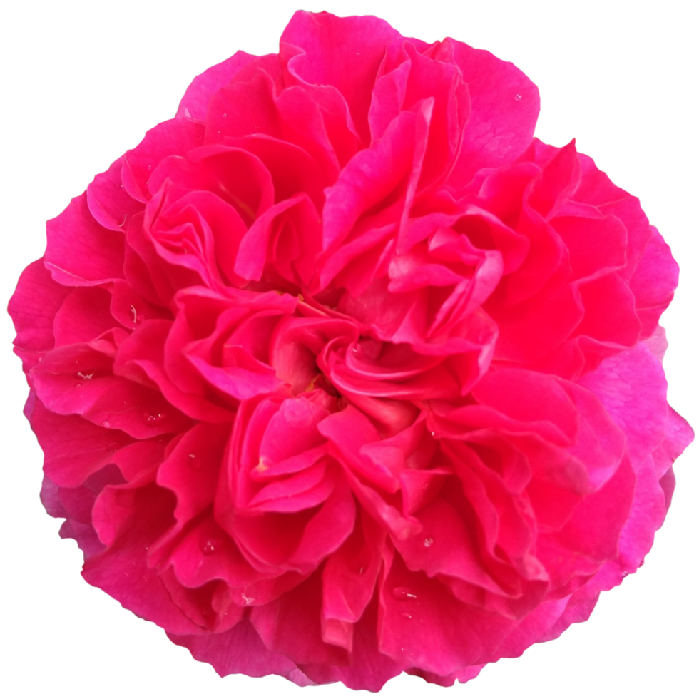 red rose flowers transparent png