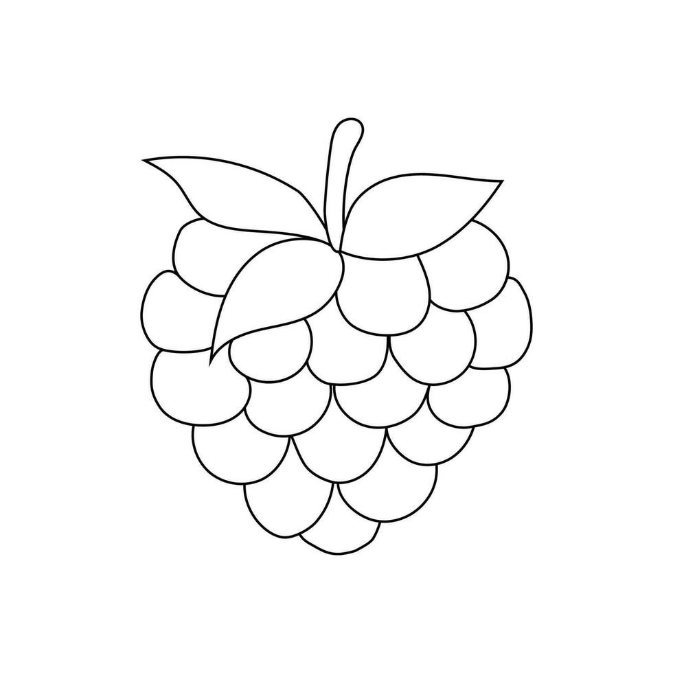 hand drawn raspberry vector illustration