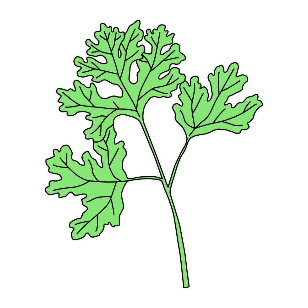 cilantro aislado sobre fondo blanco. ilustración vectorial vector