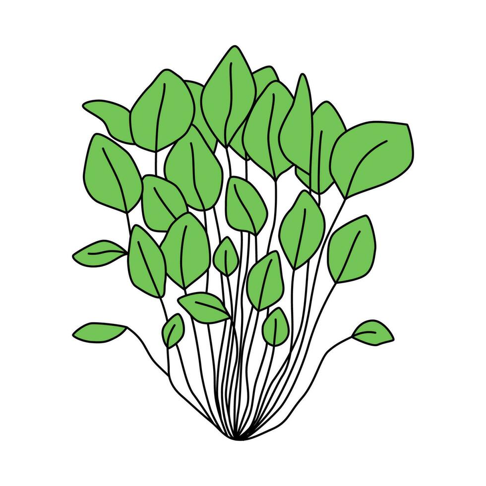 Watercress isolated on white background. Vector illustration