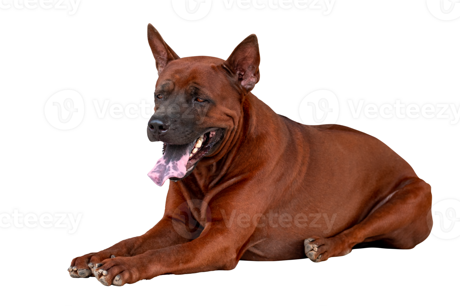 Thai ridgeback dog or Thai Rottweiler Dog, Full boy sleep dog, isolated on trasparent background, PGN File png