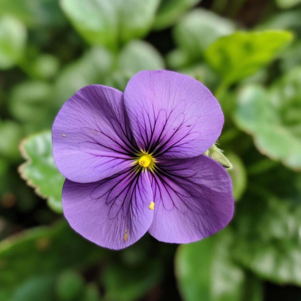 A purple flower with a green leaf on it photo