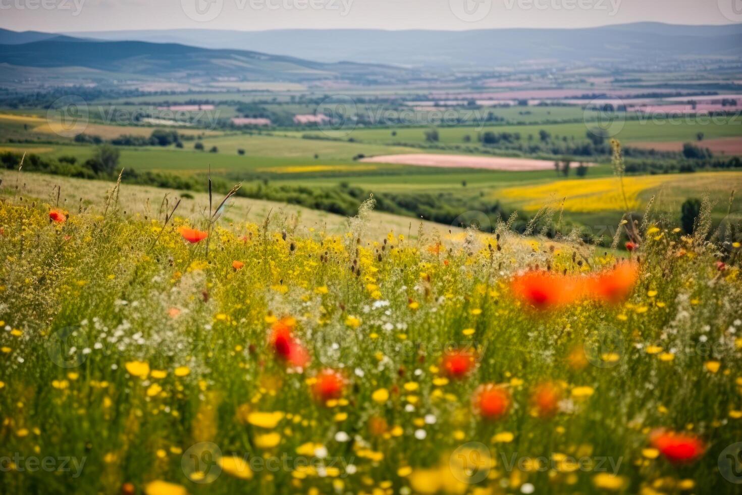 flower summer meadow photo