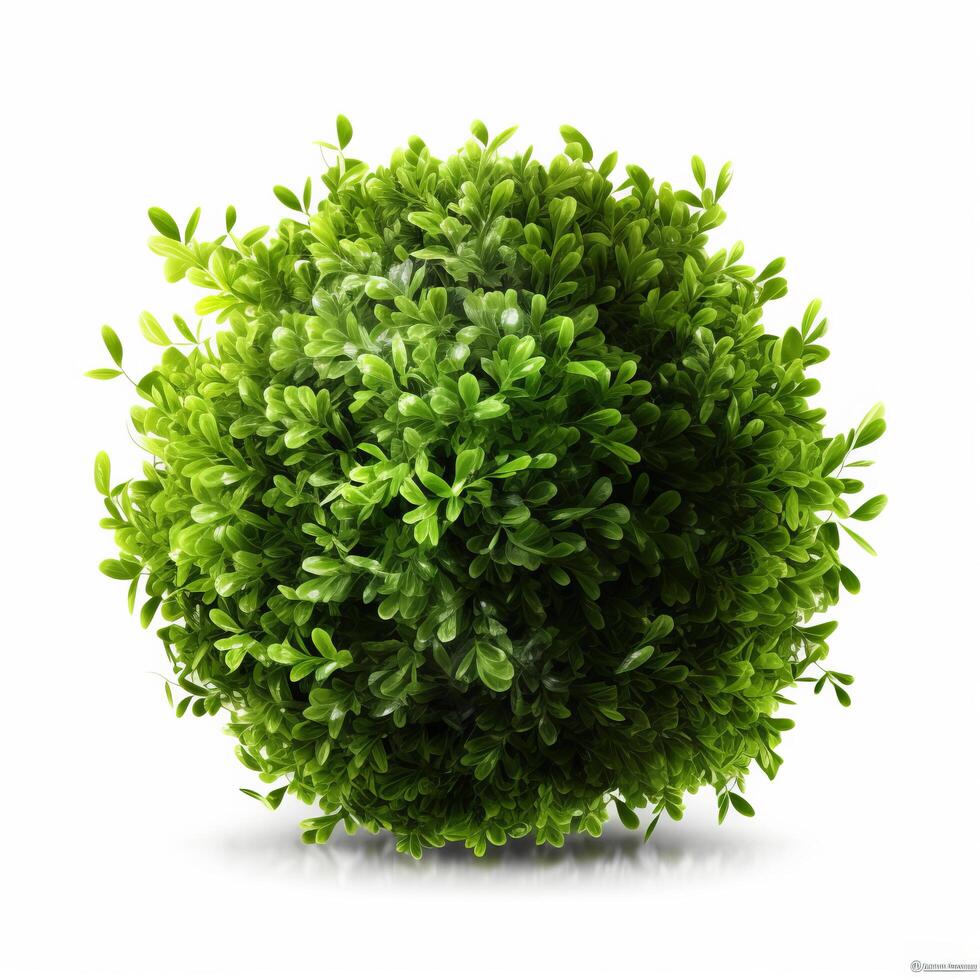 Green bush isolated. Illustration photo