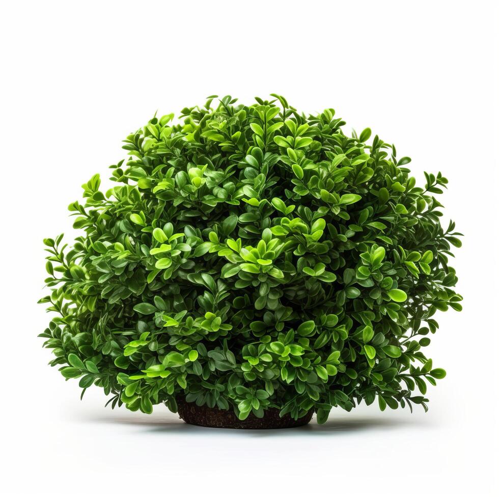 Green bush isolated. Illustration photo