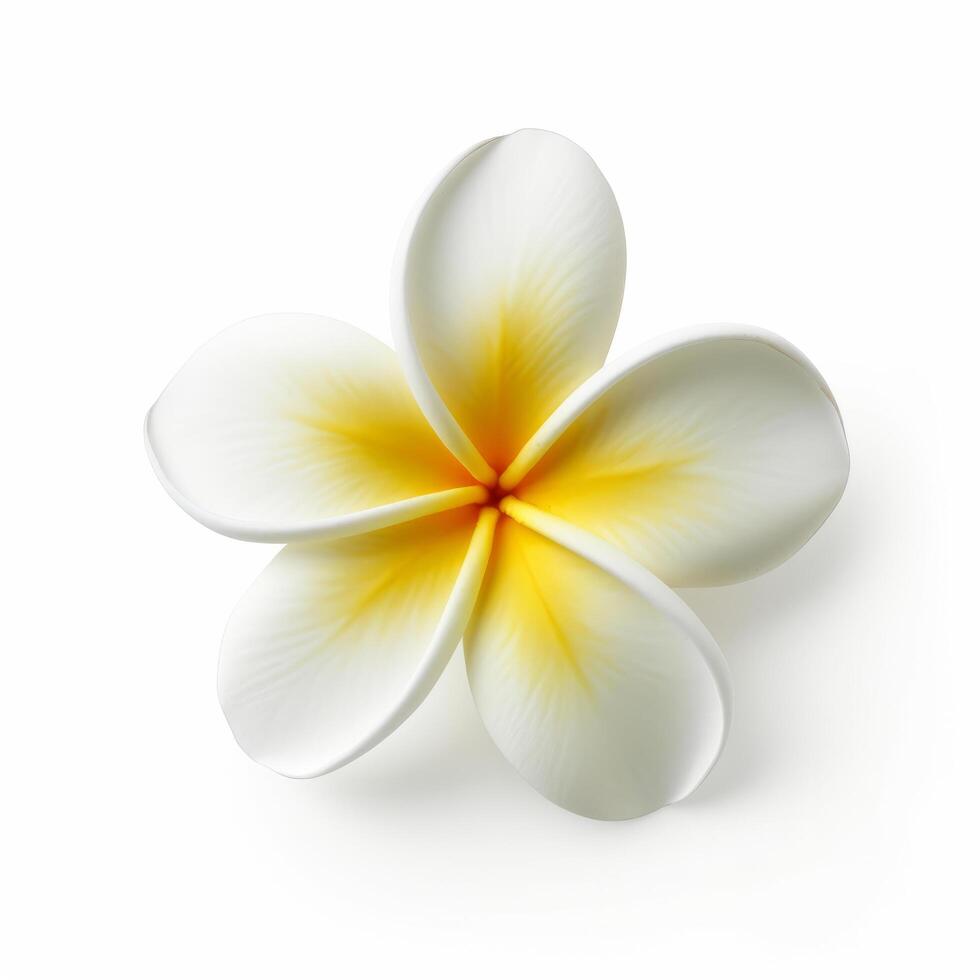 plumeria flor aislado. ilustración ai generativo foto