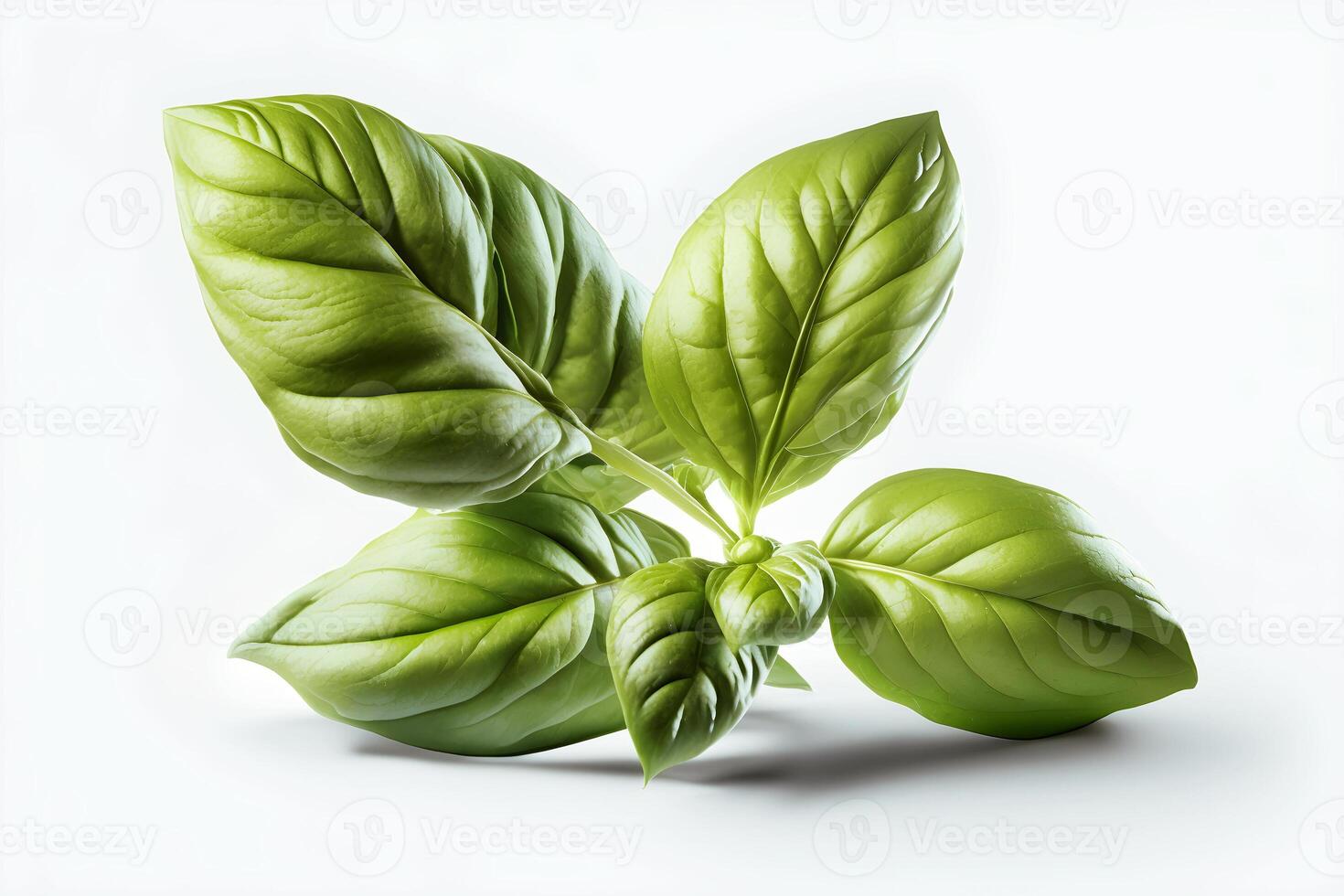 content, Close up of fresh green basil leaf. isolated on white background. Sweet Genoese basil photo