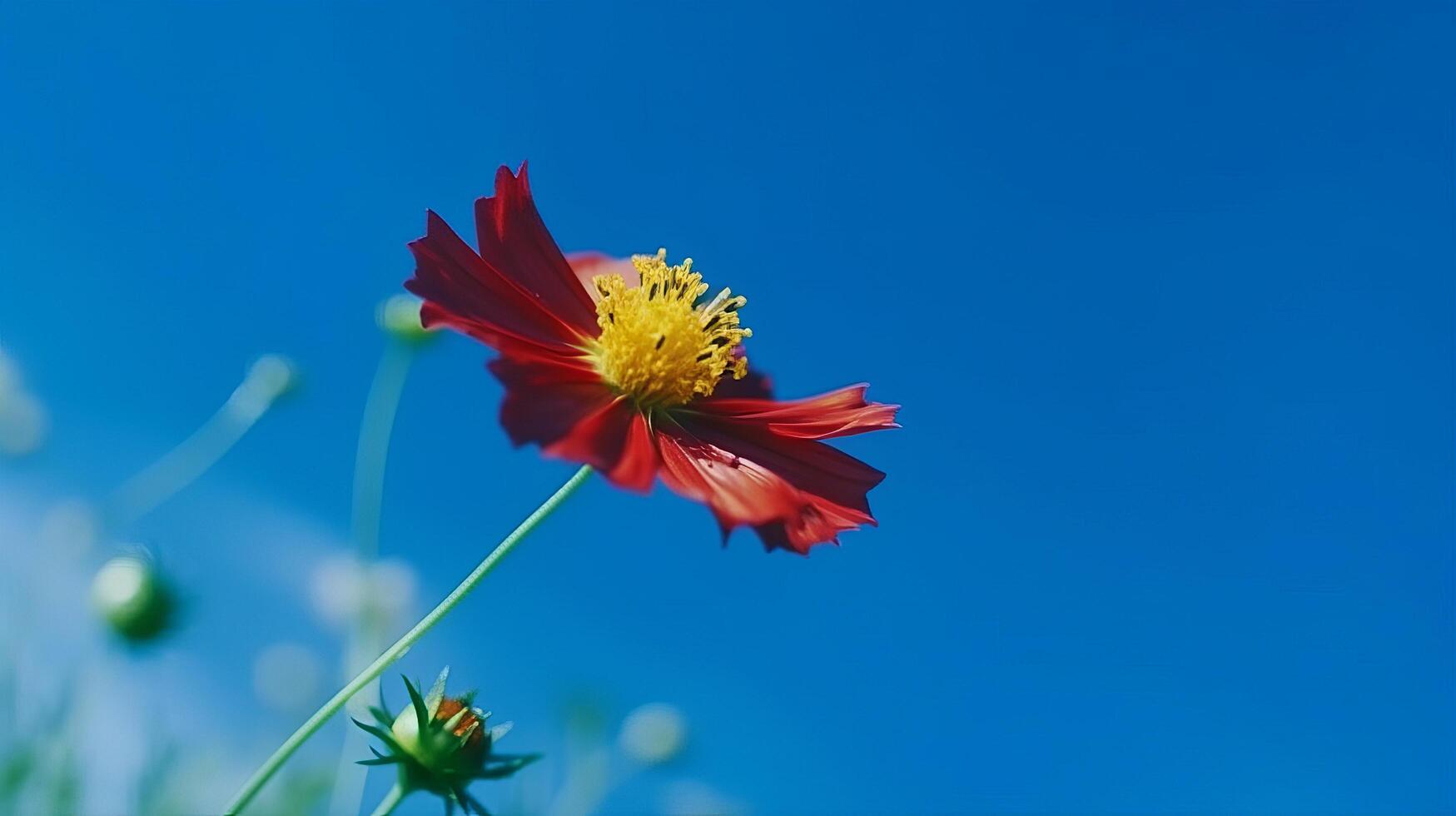 Cosmos flower over sky background. Illustration photo