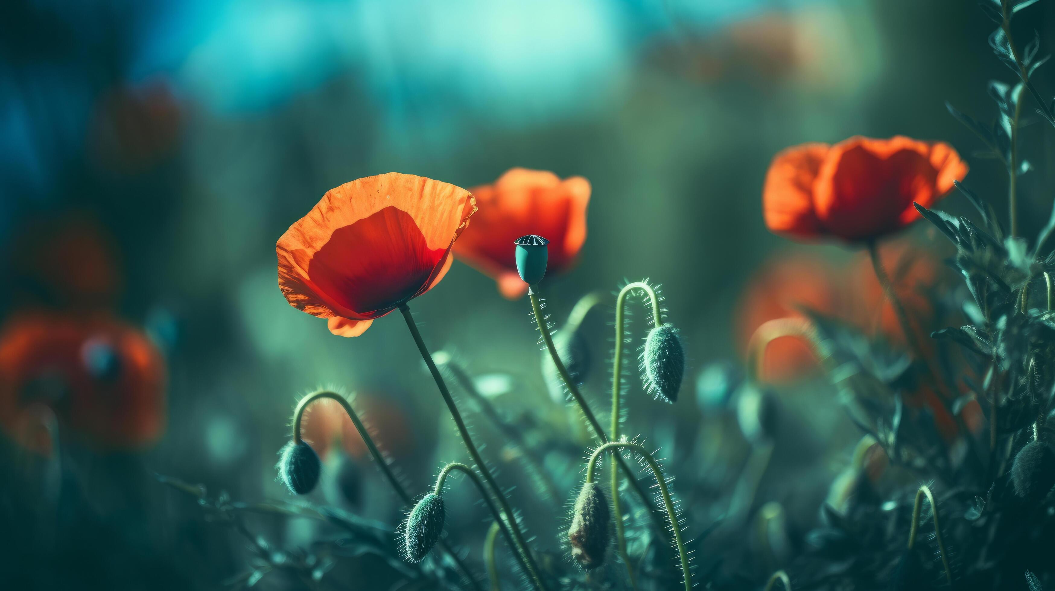 Red poppies background. Illustration 23460222 Stock Photo at Vecteezy