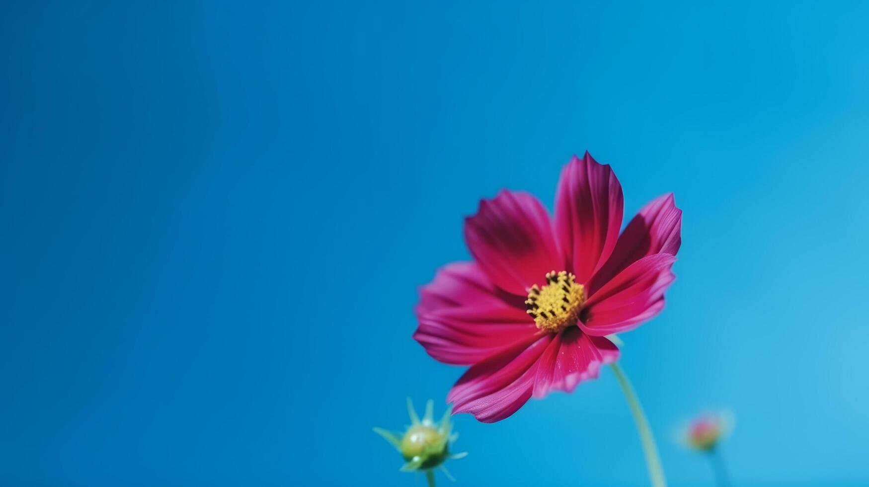 Cosmos flower over sky background. Illustration photo